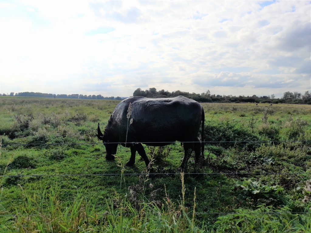 Wasserbüffel grast auf extensiver Weidefläche